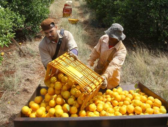 Governo prorroga emergência fitossanitária de combate à doença que ataca citricultura
