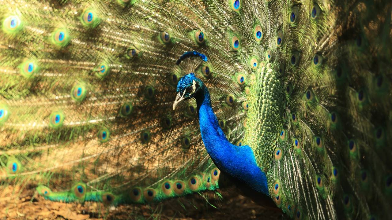 Zoológico de Cascavel amplia dias de funcionamento com foco nas férias escolares