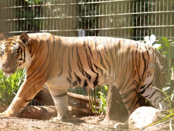 Zoológico de Cascavel abre agenda de 2024 para visitas guiadas