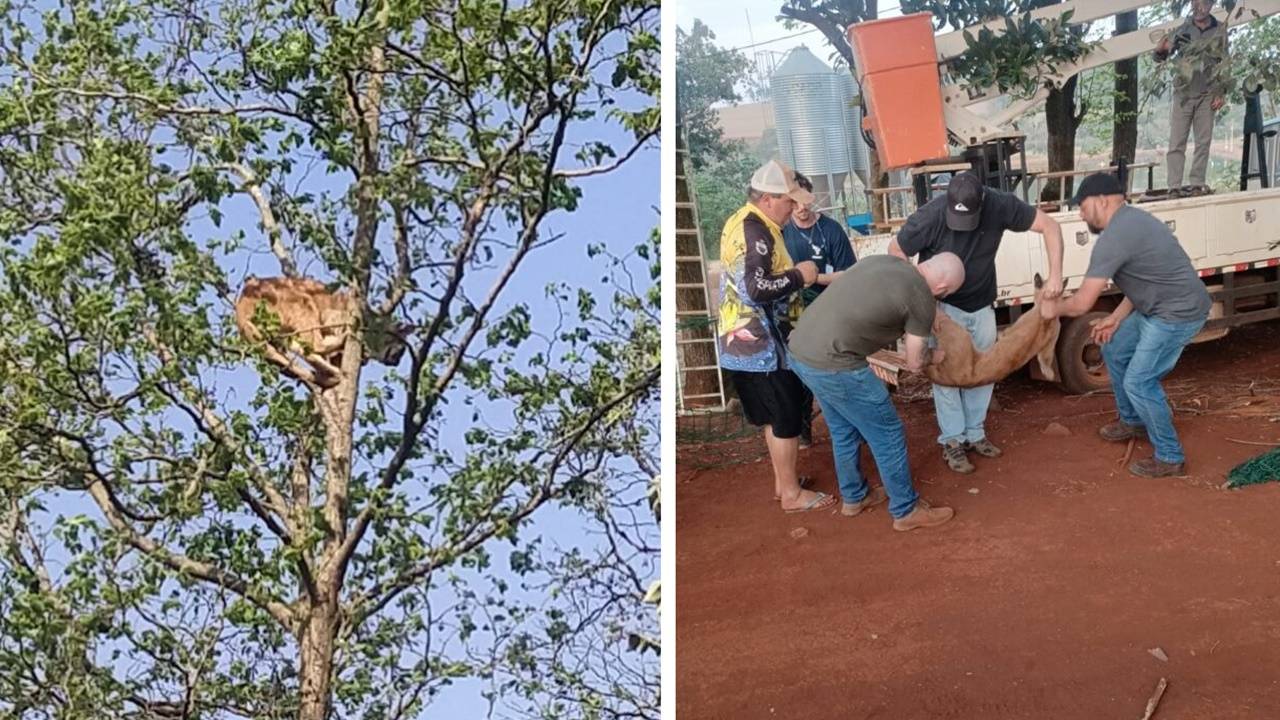 Onça-parda é resgatada após 14 horas em árvore em Cafelândia