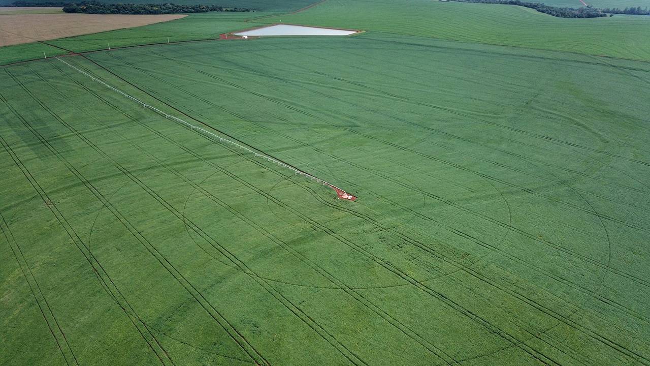 Plantio de soja avança no Paraná e já cobre 1,3 milhão de hectares, 22% da área prevista