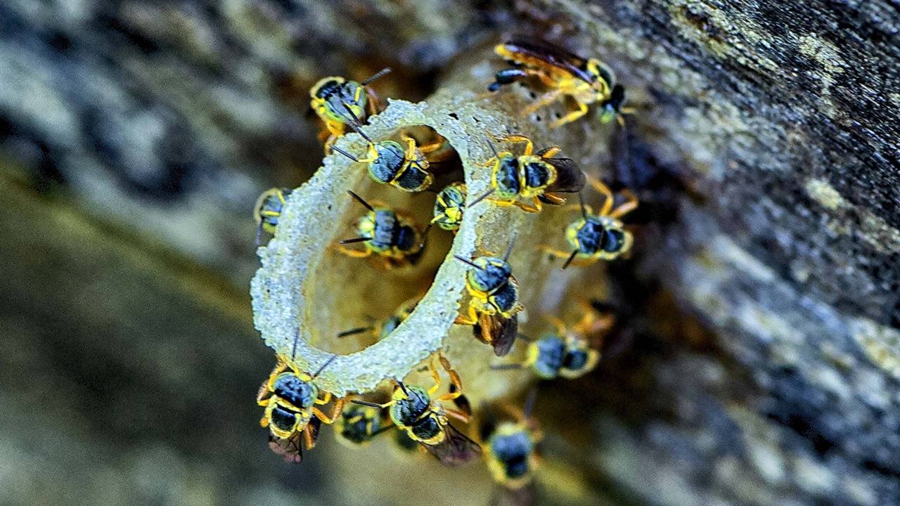 Dia Nacional da Abelha: conheça as protagonistas do projeto Poliniza Paraná