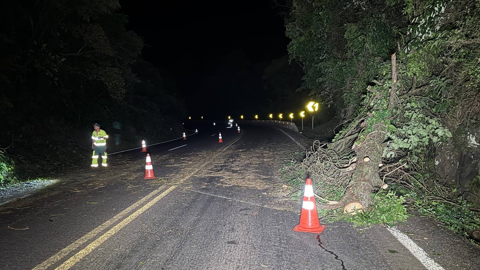 Árvore é derrubada propositalmente e bloqueia BR-277 em Nova Laranjeiras