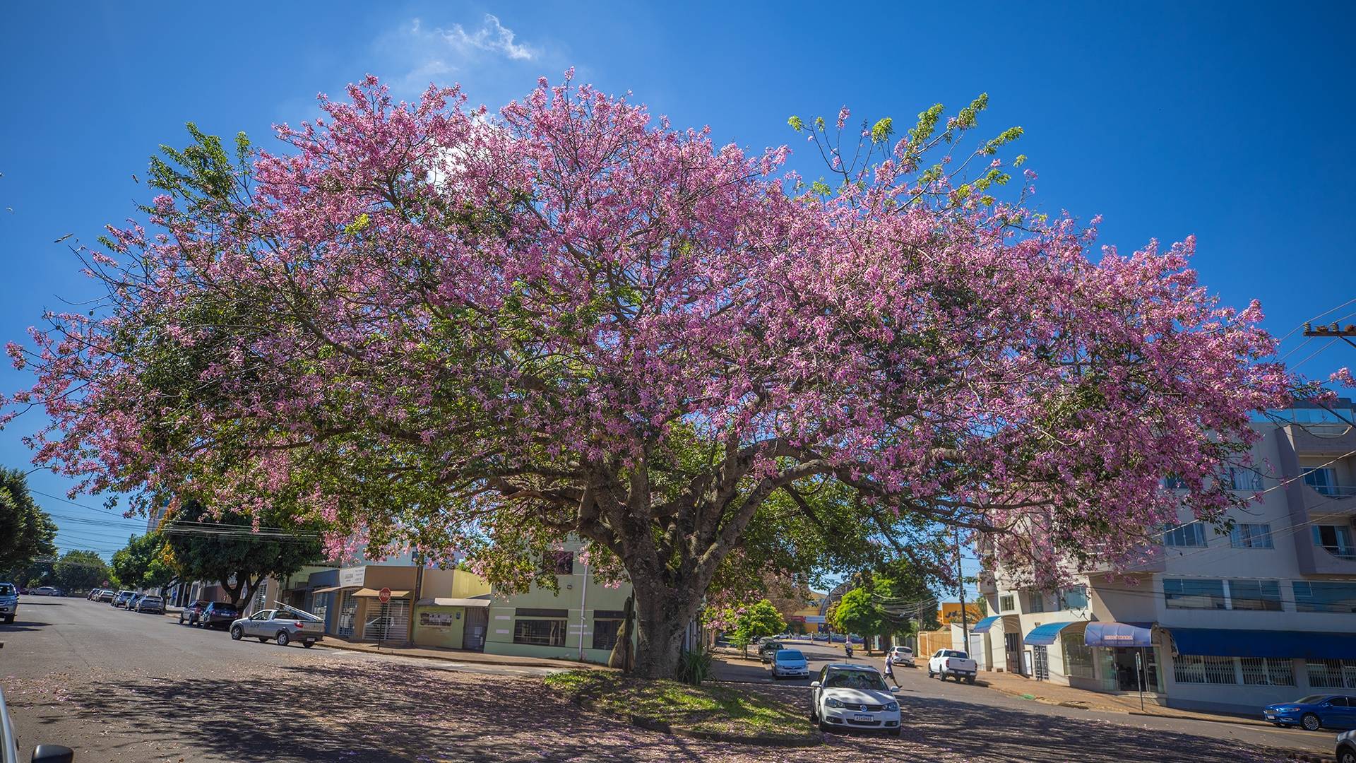 Lei garantirá conservação de paineira localizada em cruzamento no Bairro São Cristóvão