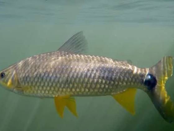 Pesquisador da UEL analisa evolução de família de peixes de água doce da América do Sul