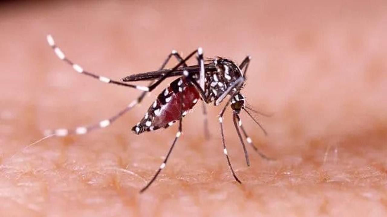 Pacientes com câncer têm risco maior para o tipo grave da dengue