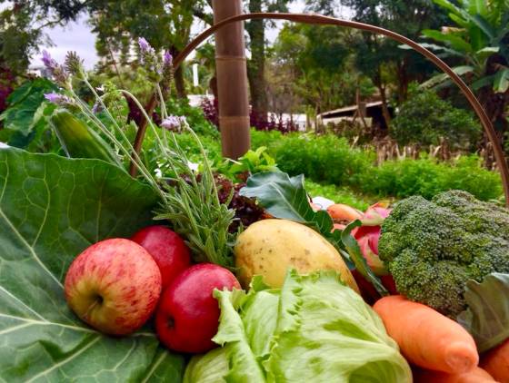 Líder no País, Paraná chega a 319 municípios no Sistema de Segurança Alimentar e Nutricional