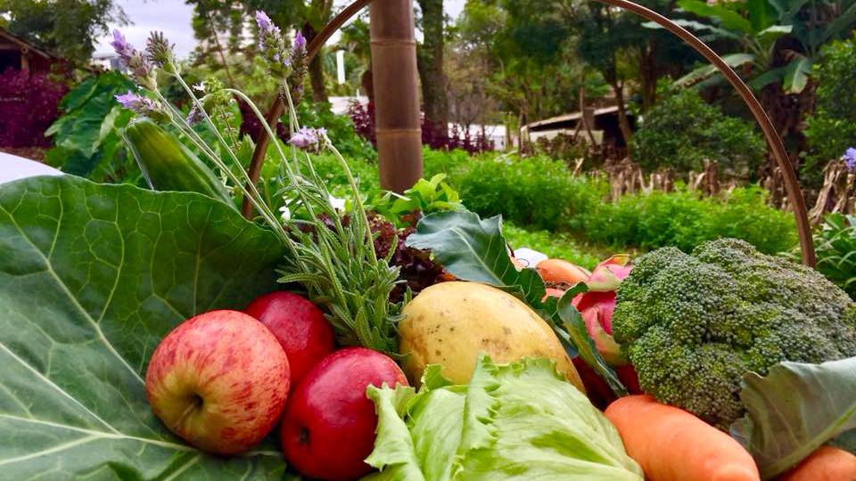 Líder no País, Paraná chega a 319 municípios no Sistema de Segurança Alimentar e Nutricional