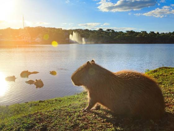 Corrida recreativa para toda família marcará a comemoração dos 40 anos do Lago Municipal de Cascavel