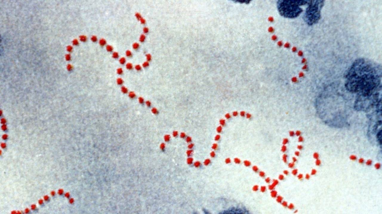 Surto de Streptococcus causa mortes e preocupa moradores da região oeste do Paraná