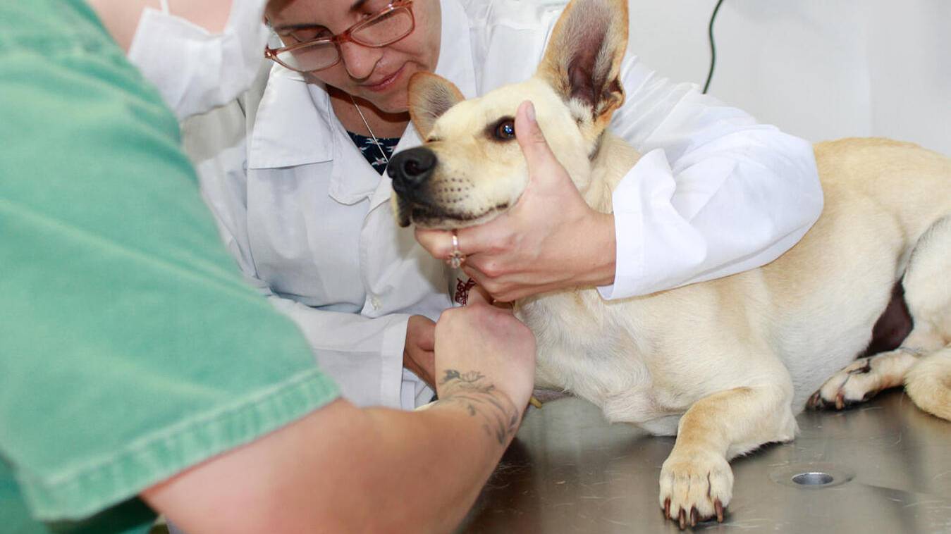 Toledo se aproxima da marca de 4 mil castrações gratuitas de cães e gatos