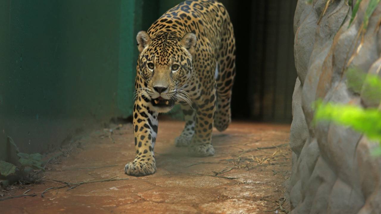 Zoológico completa 44 anos fazendo parte da história dos cascavelenses