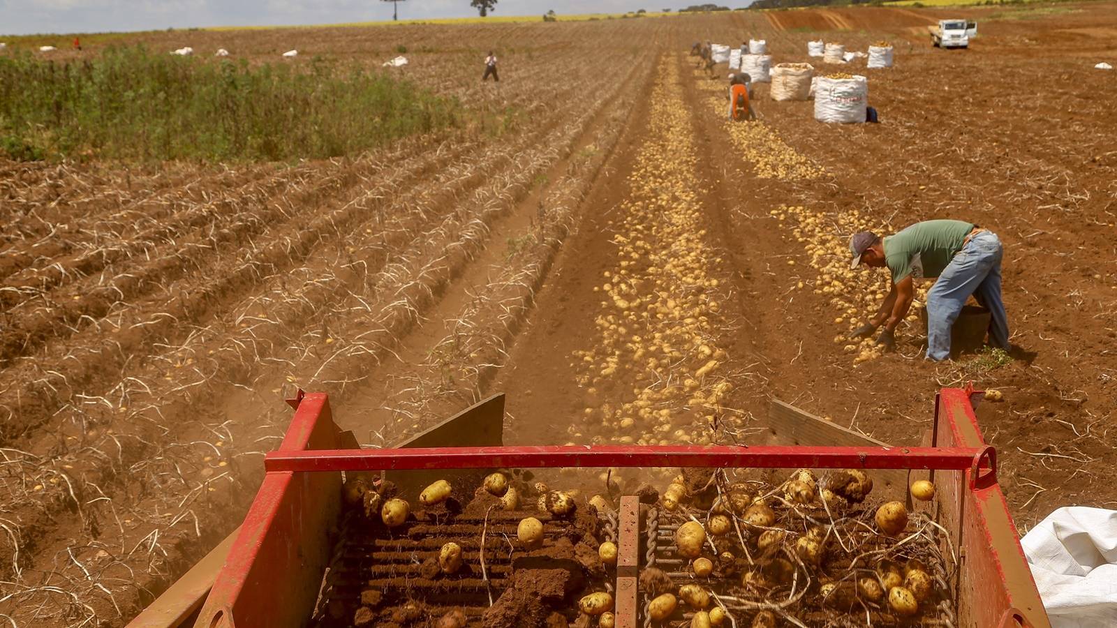 Primeira safra de batata rende 392,2 mil toneladas no Paraná