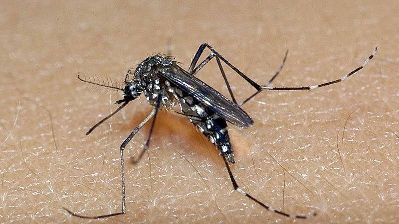 Vigilância em Saúde confirma terceiro óbito por dengue em Toledo