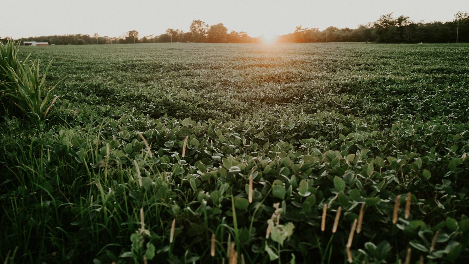 Rally da Safra mapeia o cultivo de soja e milho nas principais regiões produtoras do Paraná