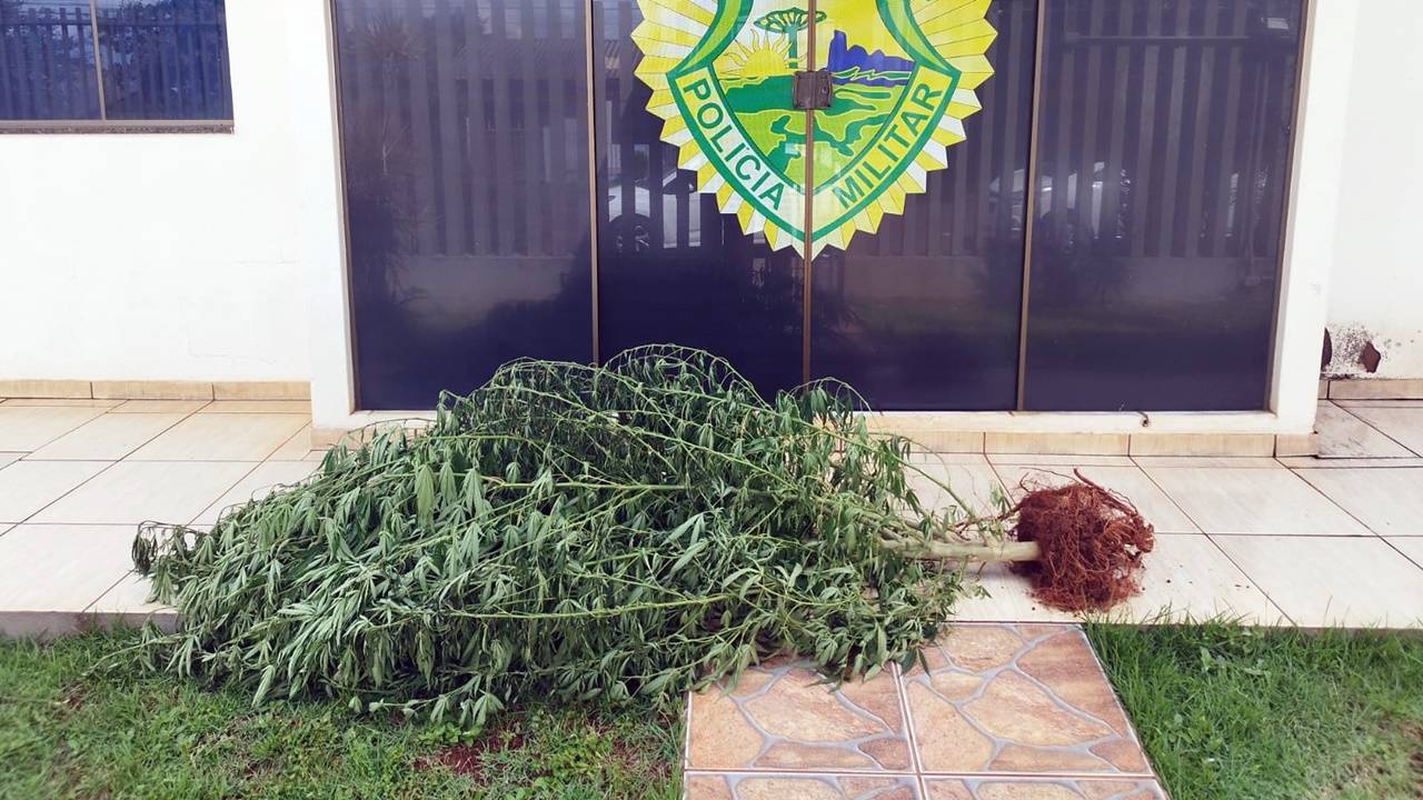 Pé de maconha com mais de dois metros de altura é apreendido pela PM em Braganey