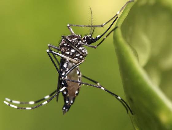 Ministério da Saúde monitora provável aumento de casos de dengue no Paraná em 2025