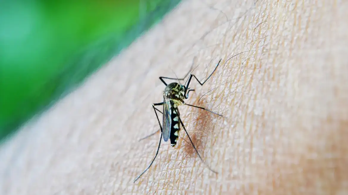 Brasil ultrapassa meio milhão de casos prováveis de dengue