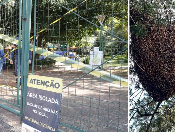 Enxame gigante fecha Parque Tarquíneo em Cascavel