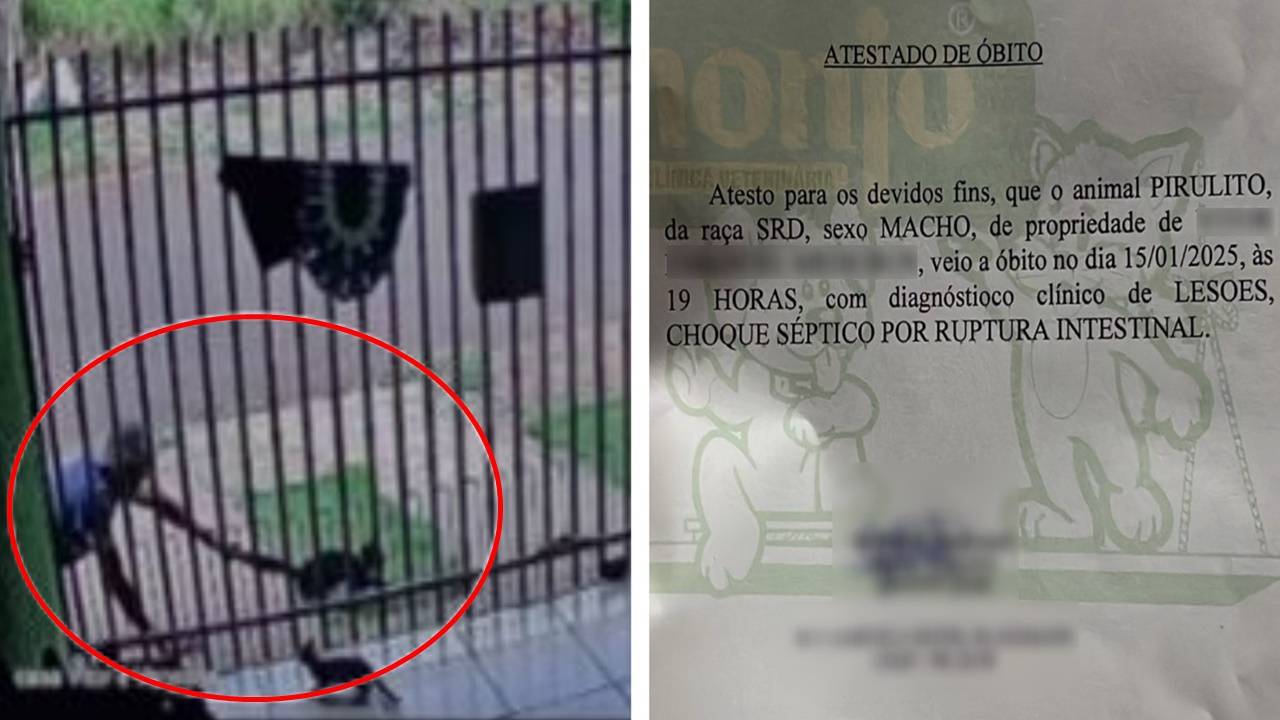 Gato Pirulito não resiste e morre após ser arremessado em Cascavel; Acusado é solto pela Justiça