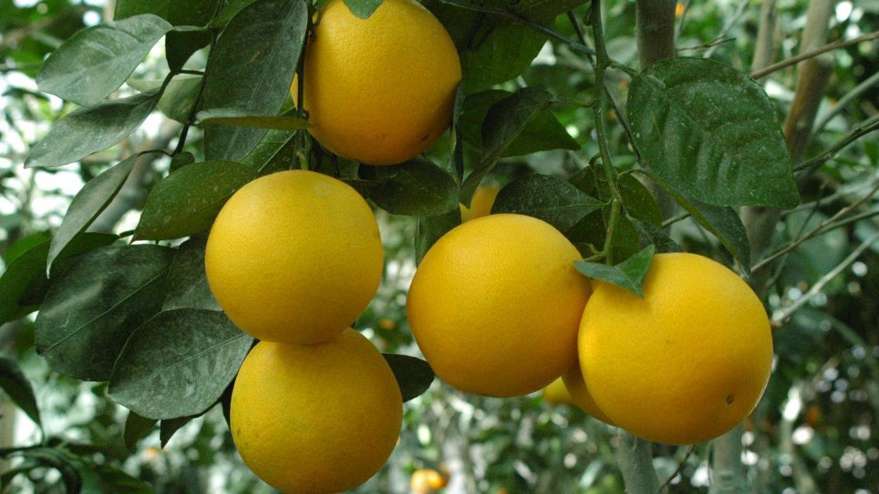 Estudo inédito avalia prejuízos causados por doença no plantio de citros