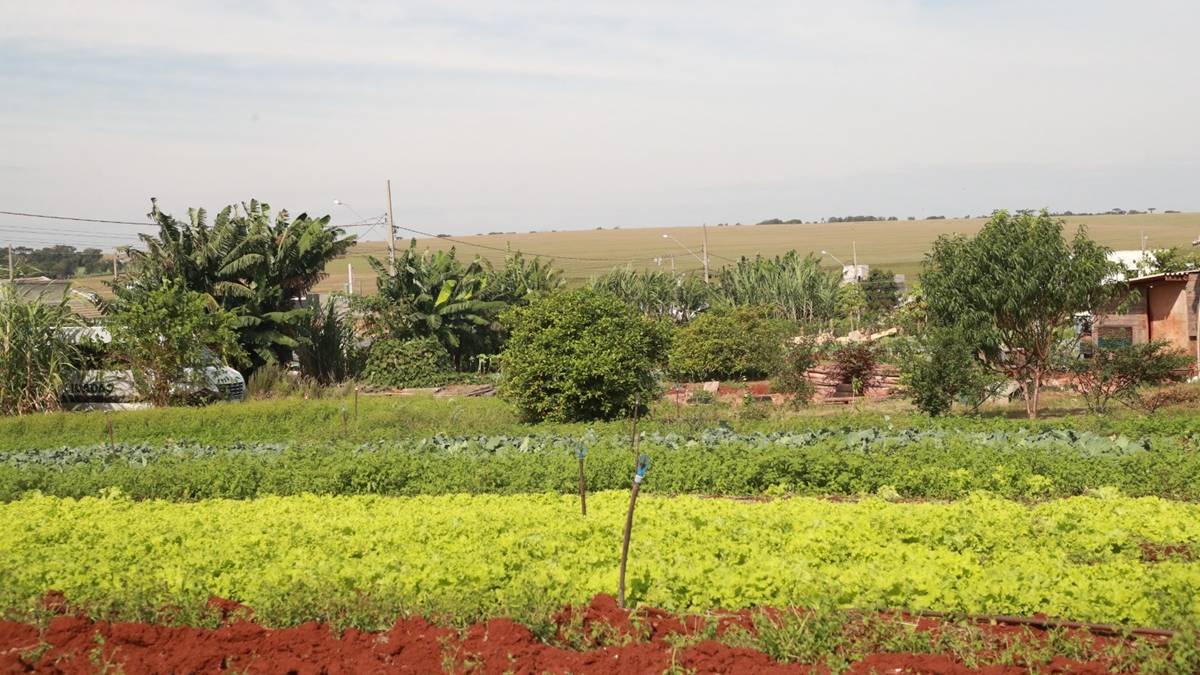 Dia Mundial da Alimentação: Território Cidadão promove produção de alimentos saudáveis em Cascavel