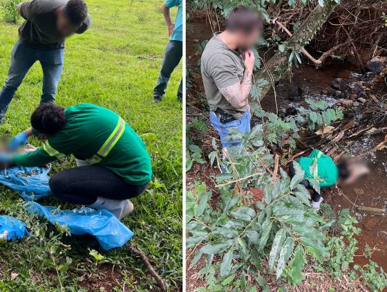 Morte de Cachorro em Cascavel: Perícia descarta maus-tratos e aponta para acidente