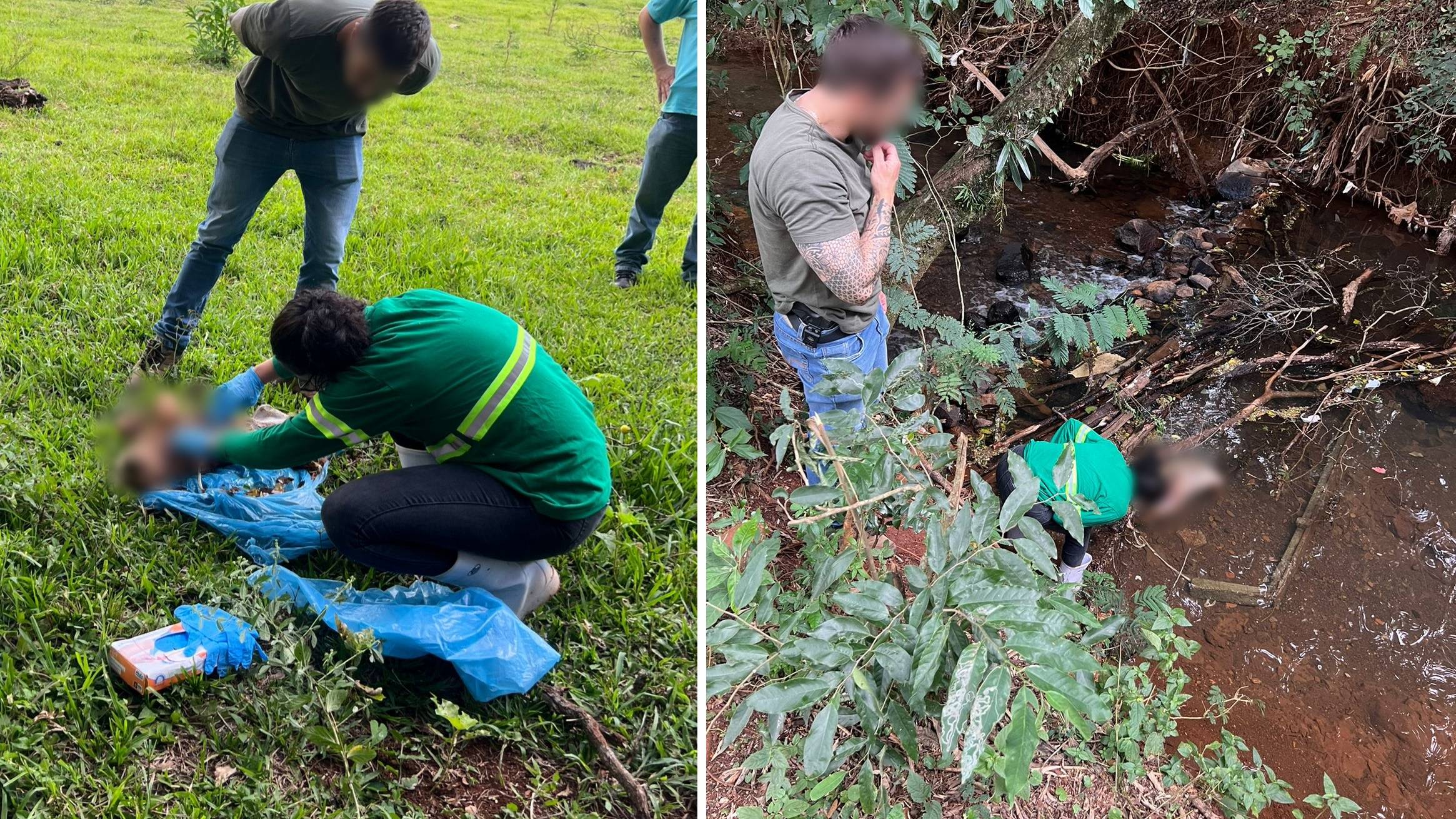 Morte de Cachorro em Cascavel: Perícia descarta maus-tratos e aponta para acidente