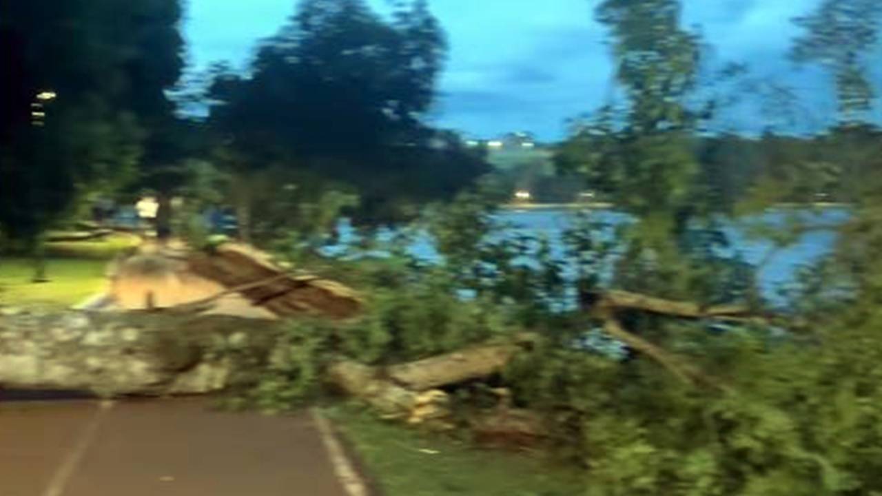 Árvore cai na pista de caminhada do Lago Municipal de Cascavel