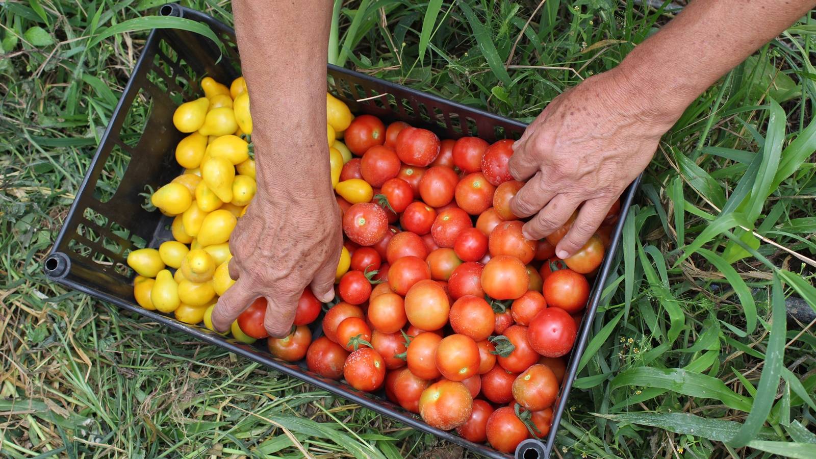 Produtor de orgânico certificado pelo Tecpar tem desconto em linhas de crédito do Plano Safra