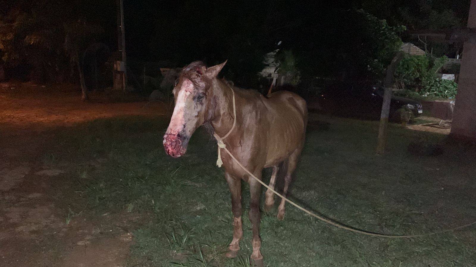 Moradores flagram onça no PR: suspeita é que ela tenha atacado cavalo