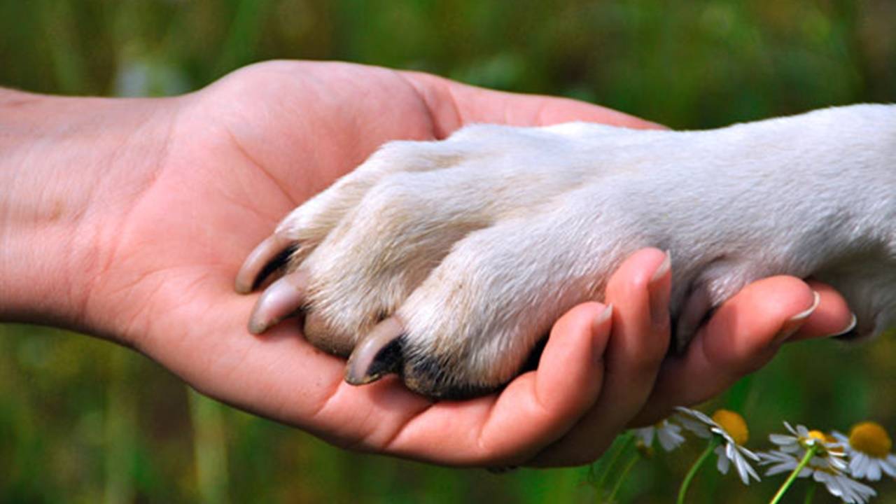 Câmara aprova criação do selo “Amigo dos Animais” para premiar boas práticas