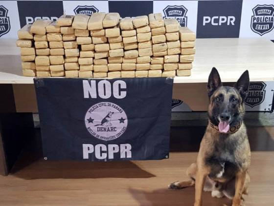 Ações com cães da Polícia Civil apreenderam 7,8 toneladas de drogas em 2021