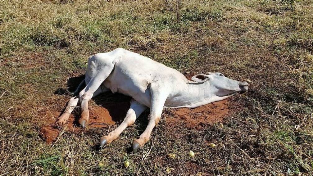 Adapar alerta foco de raiva em bovinos da área rural de Cascavel