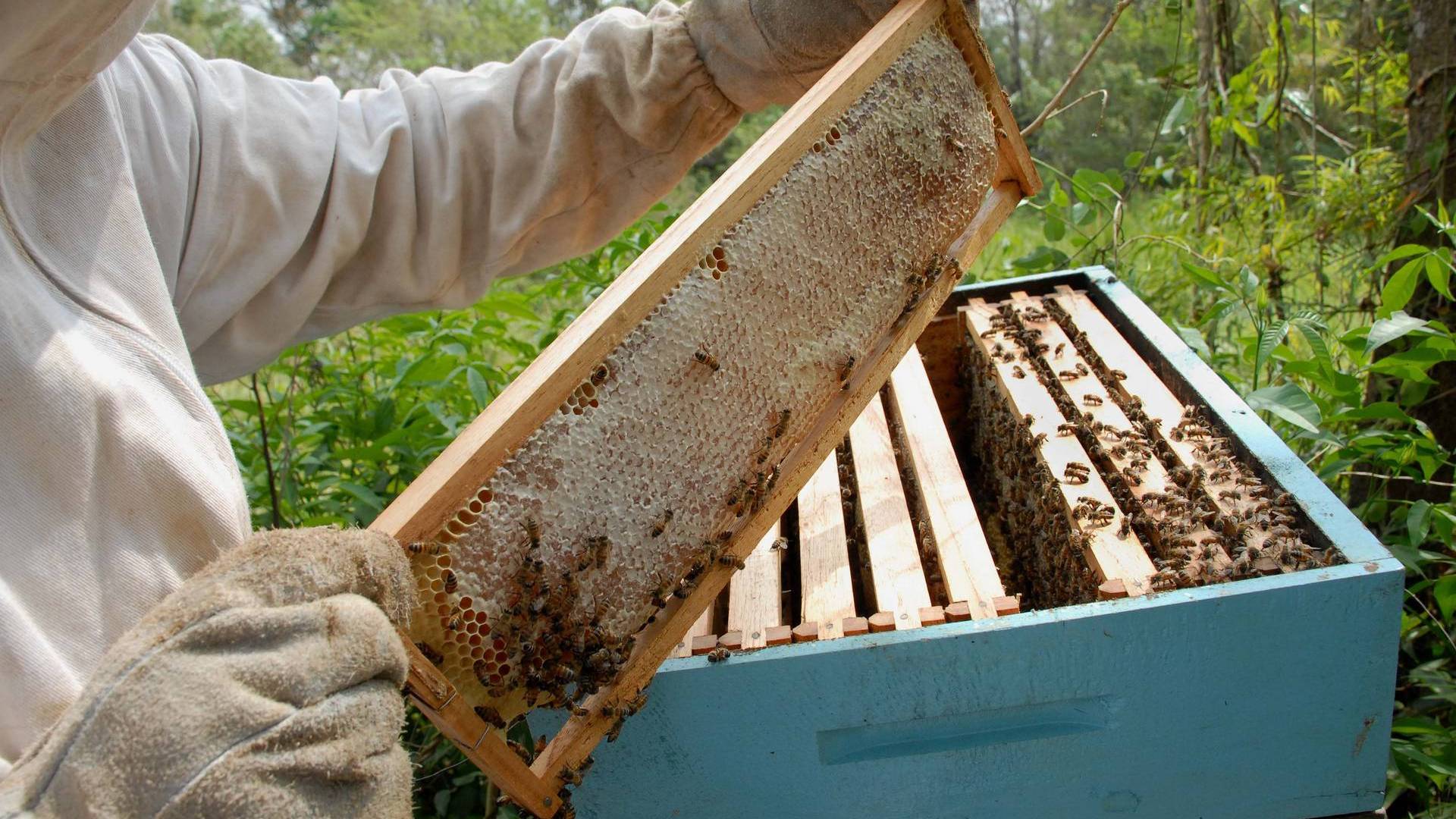 Paraná inicia 2021 como segundo maior exportador de mel in natura