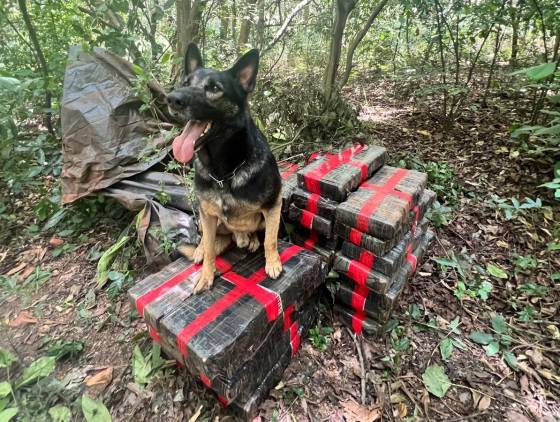 BPFRON apreende 309 kg de maconha em área rural de Santa Helena