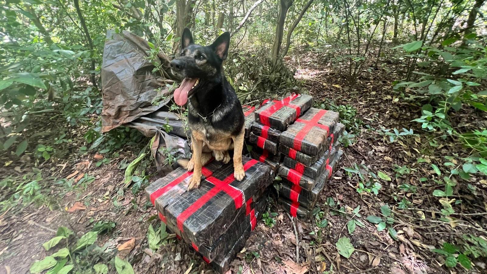 BPFRON apreende 309 kg de maconha em área rural de Santa Helena