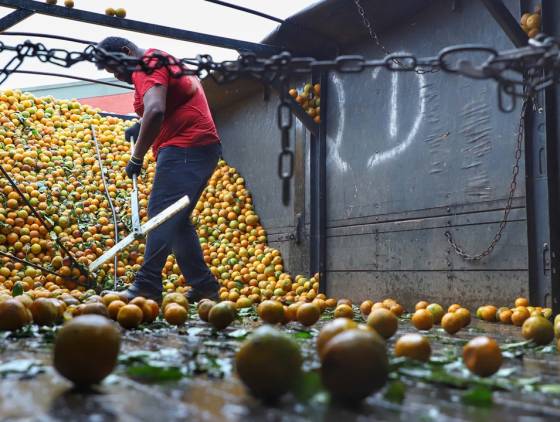 Exportações de frutas do Paraná crescem 33% e chegam a US$ 14 milhões em 2024