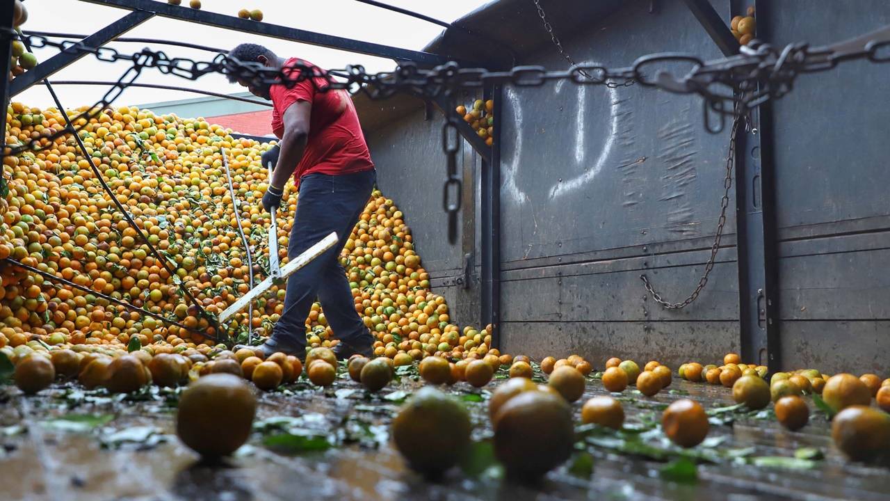 Exportações de frutas do Paraná crescem 33% e chegam a US$ 14 milhões em 2024