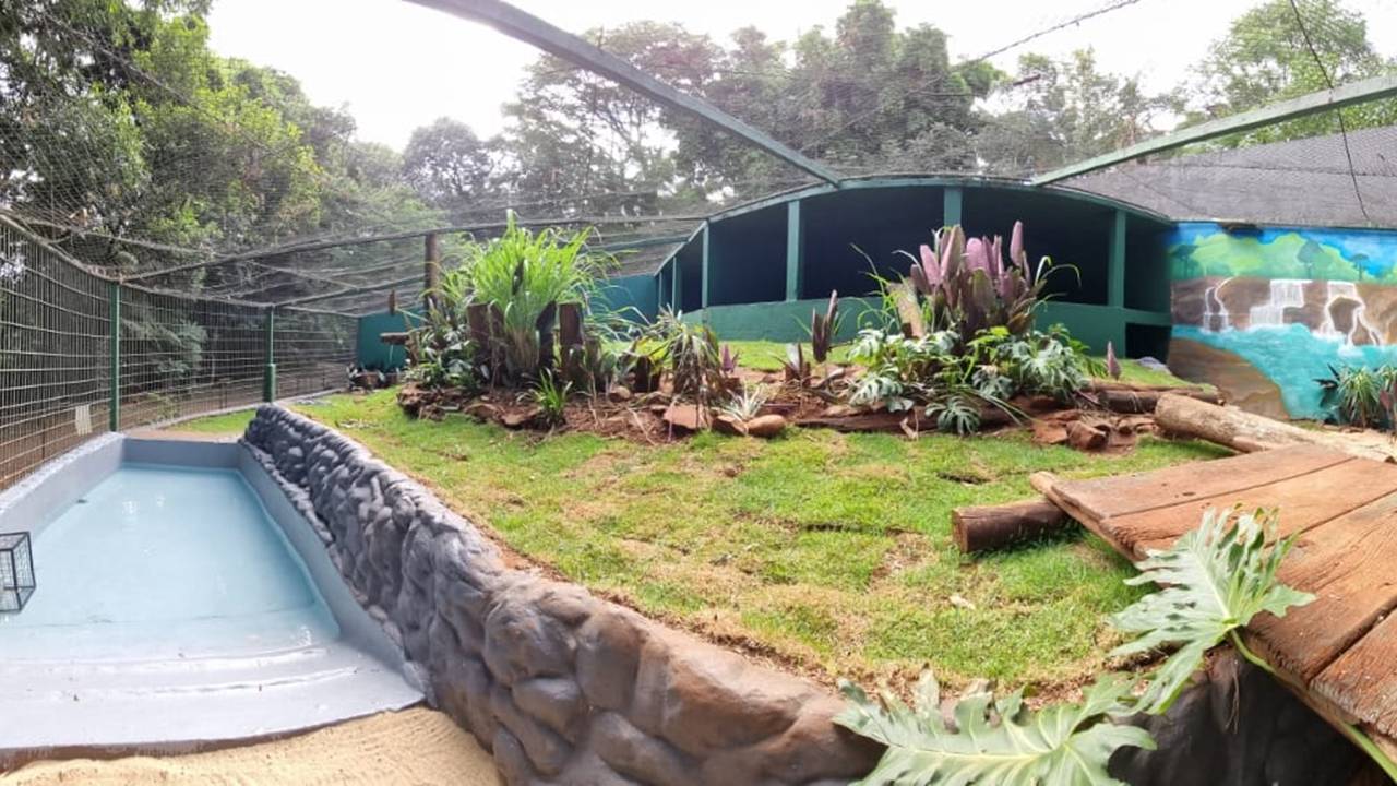 Tigre Hu ganha nova casa no zoo de Cascavel