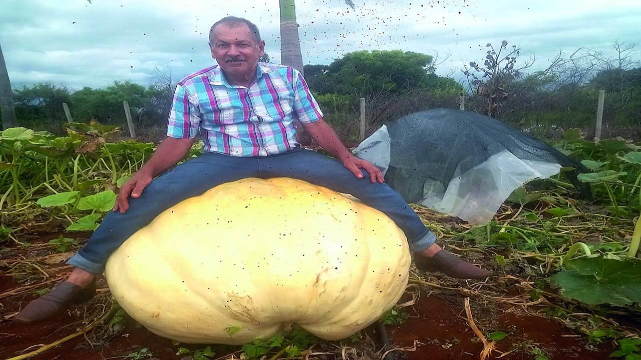Abóbora de quase meia tonelada é cultivada na região oeste do Paraná