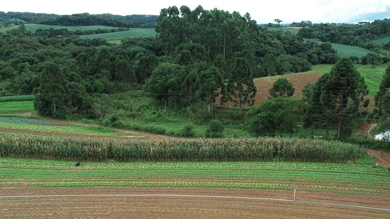 Com VTN mais caro do país, produtor do Paraná tem até 29 de setembro para declarar