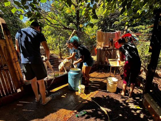 Solidariedade: Estudantes da UNIPAR arrecadam 160 kg de ração e levam carinho a animais resgatados