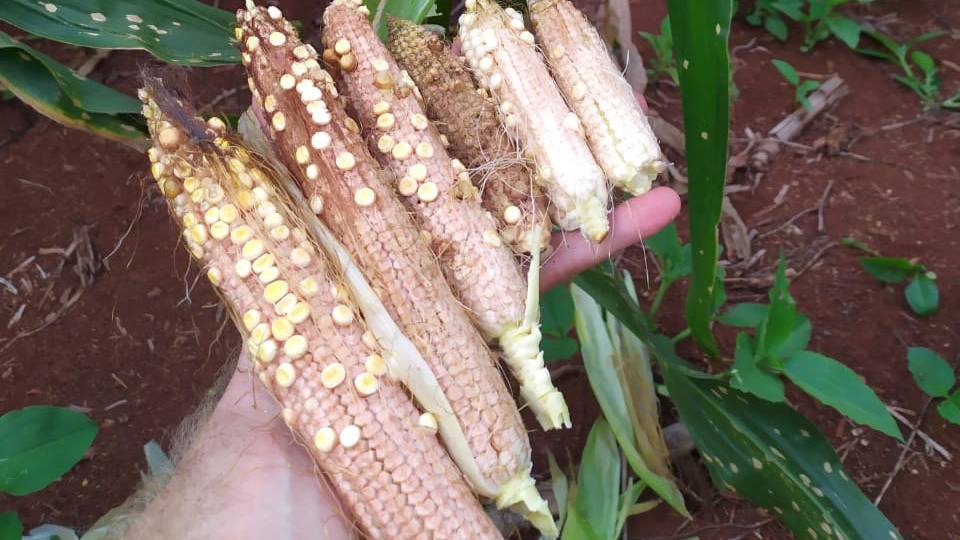 Produtores de milho devem adotar cuidados para controle de doença nas lavouras