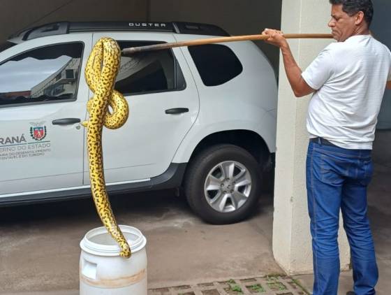 Sucuri com 1,6 metro é encontrada passeando pelas ruas de Umuarama, no noroeste do Paraná