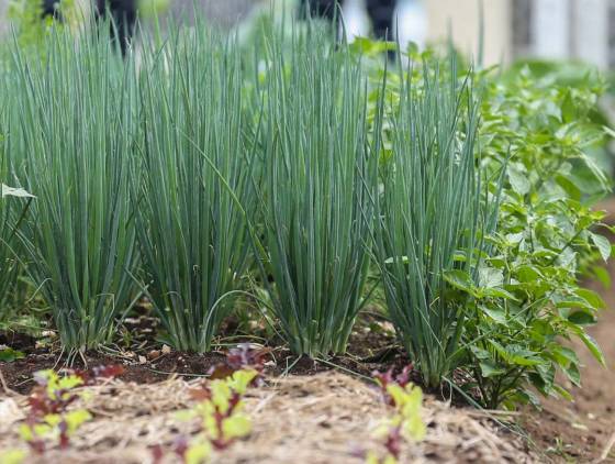 Produtores paranaenses ampliam área de plantio de salsinha e cebolinha