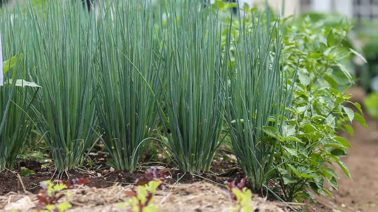 Produtores paranaenses ampliam área de plantio de salsinha e cebolinha