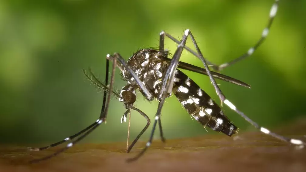 Cascavel registra primeiro caso de Chikungunya