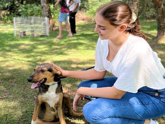 Feira de Adoção em Corbélia garante um novo lar para 12 cães do abrigo municipal