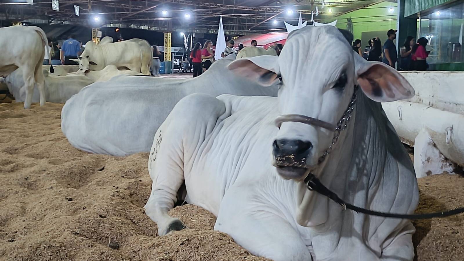 Expovel 2024: Show de atrações e vitrine do agronegócio no Oeste do Paraná